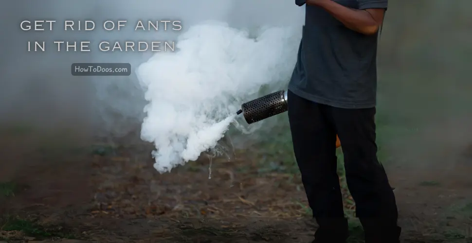 How to Get Rid of Ants in the Garden: Effective Strategies for a Pest-Free Outdoor Space