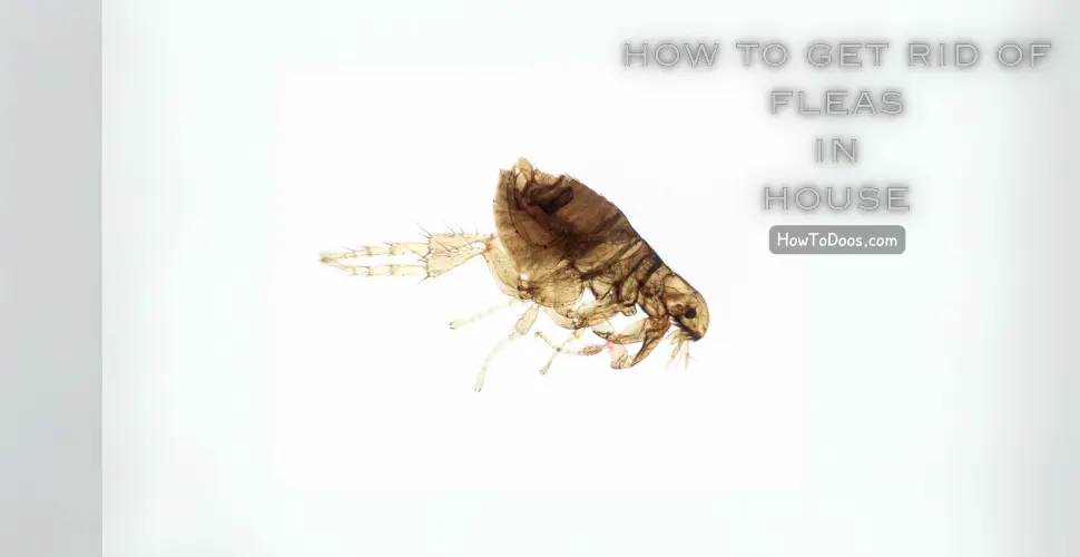 How to Get Rid of Fleas in House, Comprehensive Guide to Flea Control