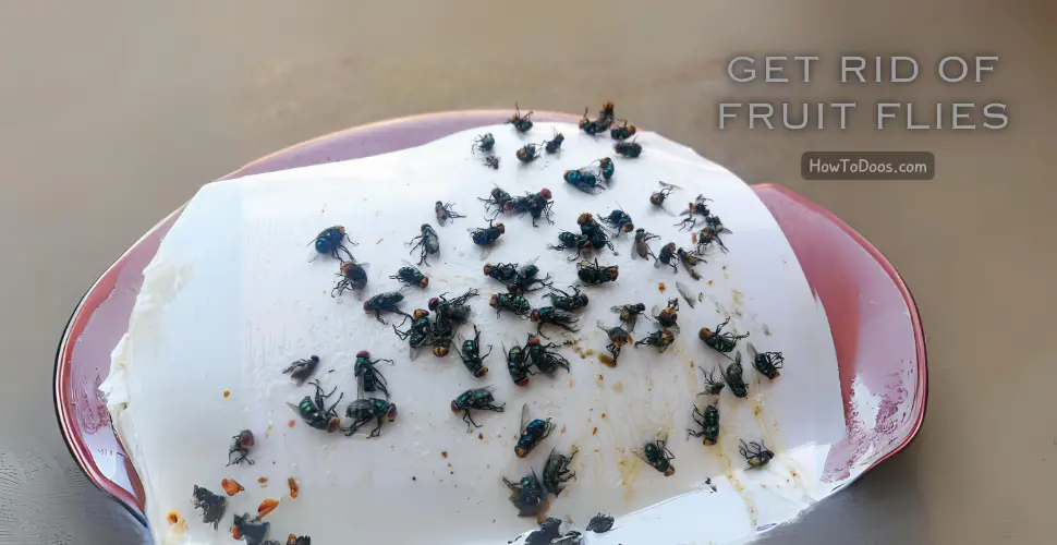 How to Get Rid of Fruit Flies – Effective Solutions for a Pest-Free Home