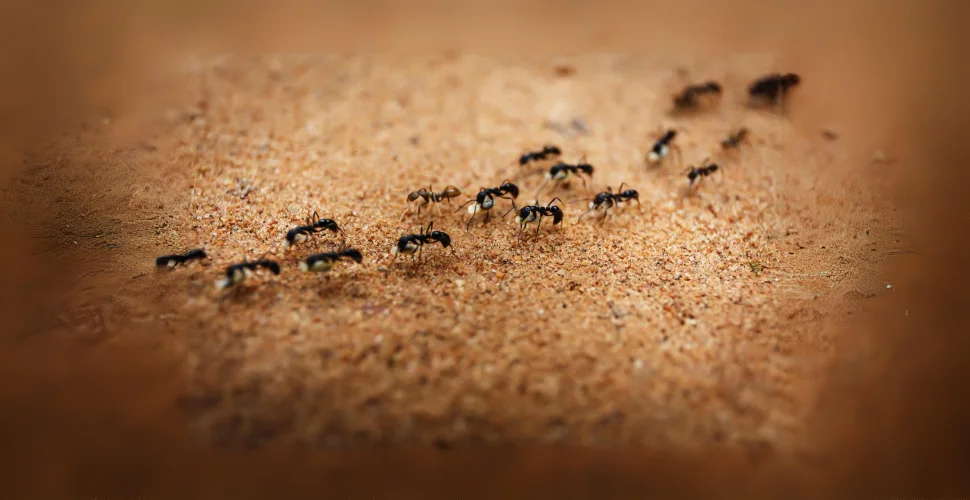 how-to-get-rid-of-ants-in-the-garden-3.webp